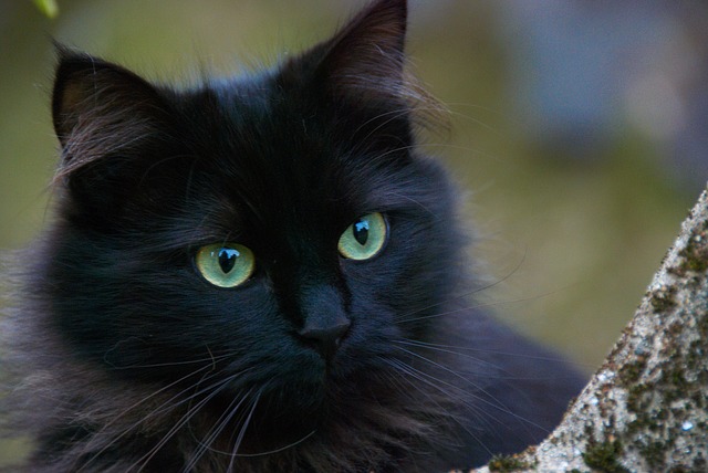 black cat 375866 640